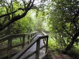 Our first task was to clear trees and undergrowth from the area round the education pond. &copy;SMcK